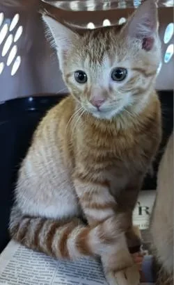 A baby medium-sized male Domestic Short Hair cat named Prince for adoption in West Memphis, AR