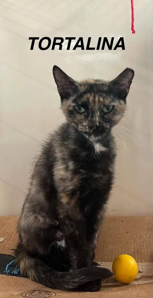 A baby medium-sized female Domestic Short Hair cat named Tortalina for adoption in Hoover , AL