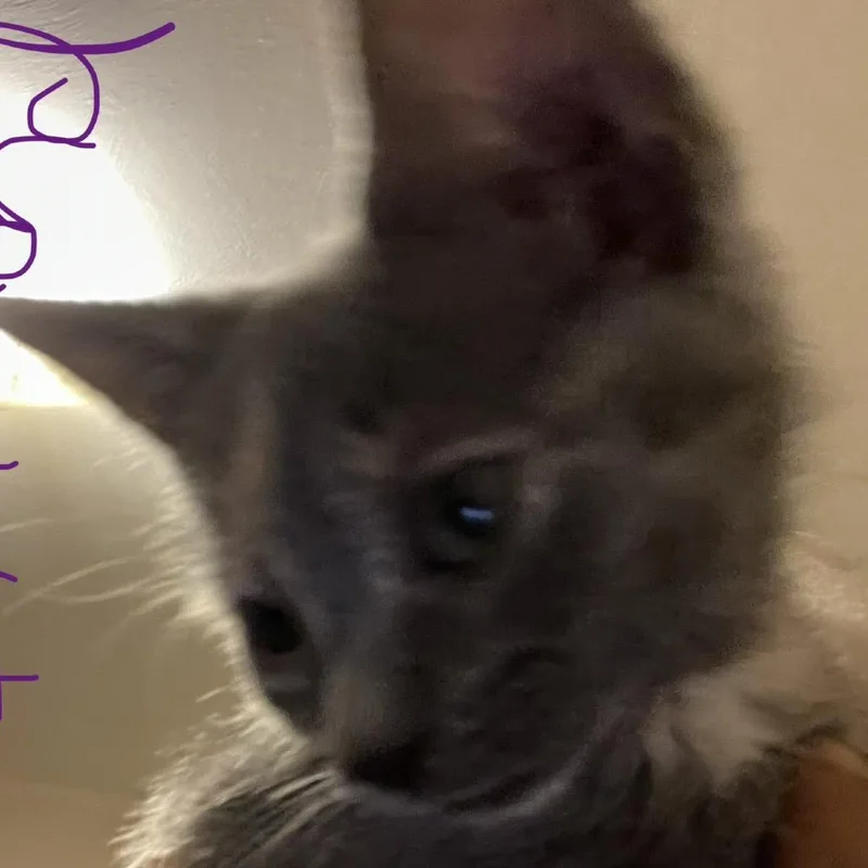 A baby small-sized female Gray / Blue / Silver Domestic Short Hair cat named Diamond for adoption in Bel Air, MD