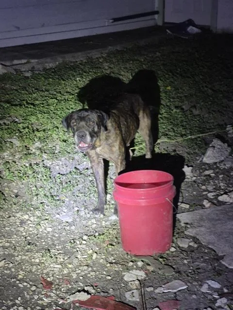 A young large-sized female Mastiff dog named Margot for adoption in San Antonio, TX