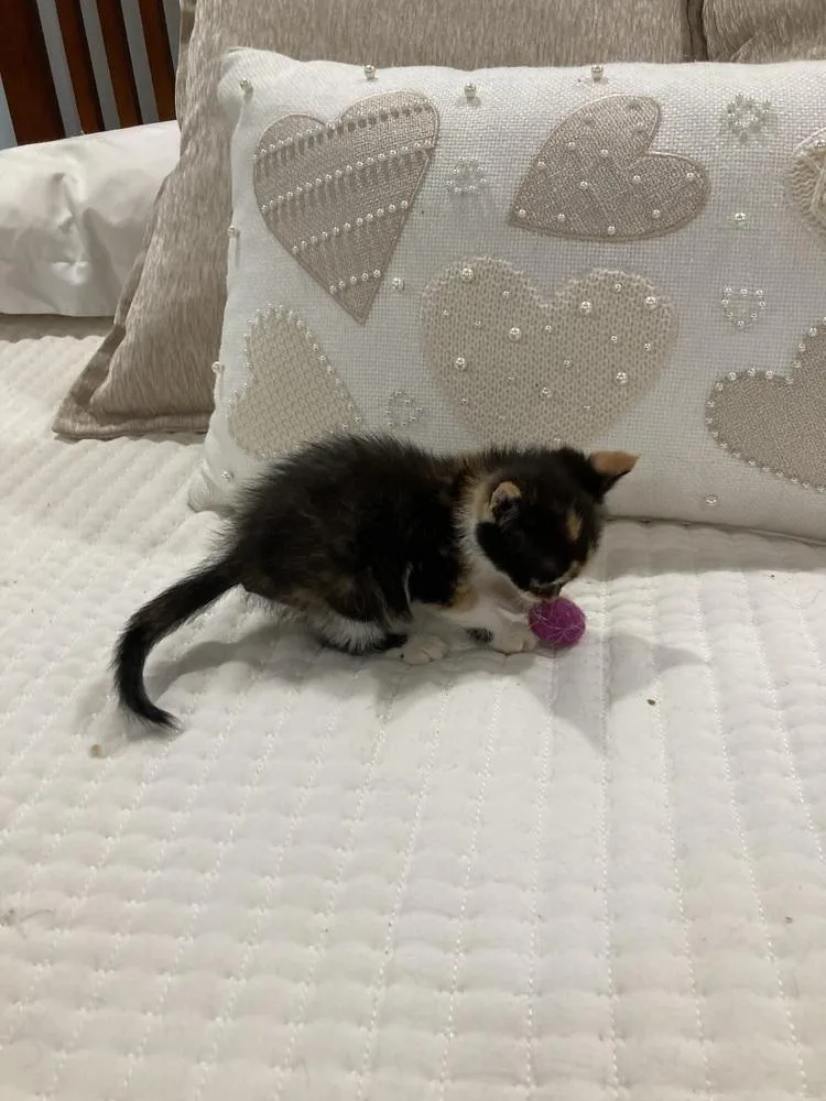 A baby small-sized female Black & White / Tuxedo Domestic Short Hair cat named Rose for adoption in Salisbury, NC