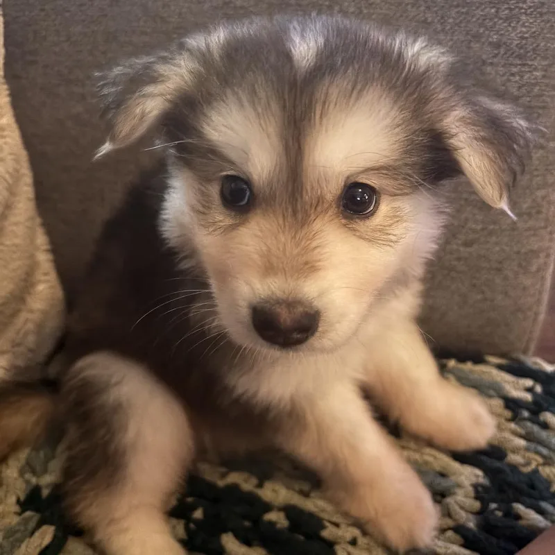 A baby small-sized male Yellow / Tan / Blond / Fawn Mixed Breed dog named Elvis for adoption in Buffalo, MN