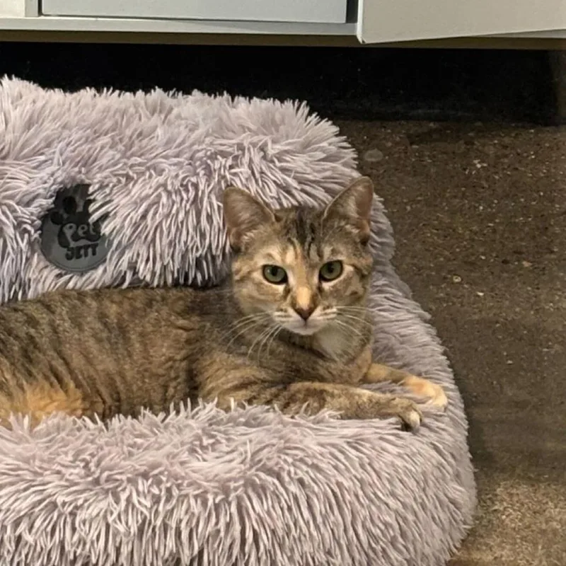 An adult medium-sized female Domestic Short Hair cat named Kiki for adoption in Louisville, KY