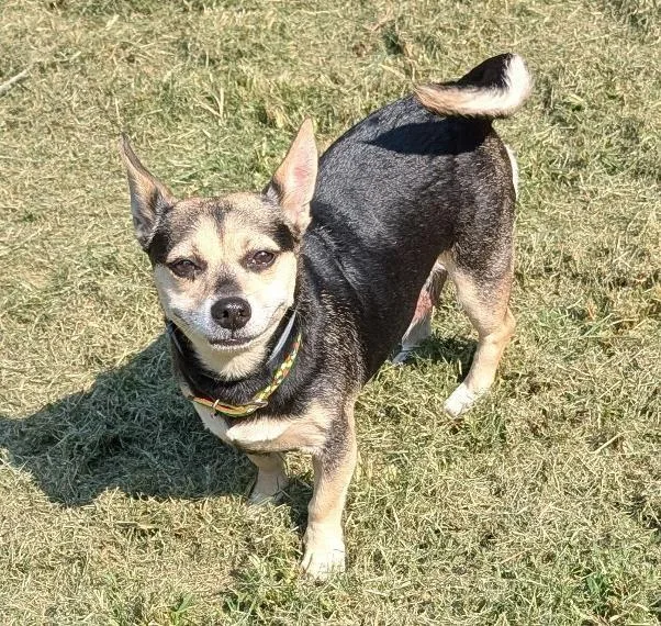 An adult small-sized female Tricolor (Brown, Black, & White) Chihuahua dog named Shadow for adoption in Watertown, CT