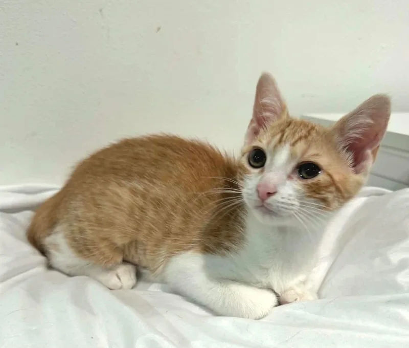 A baby medium-sized male Orange & White Domestic Short Hair cat named Bubbles for adoption in Gregory, TX