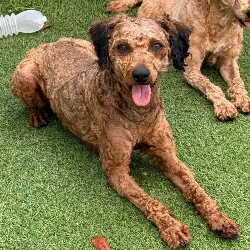 A young small-sized male Brown / Chocolate Poodle dog named Nelson for adoption in LOXAHATCHEE, FL