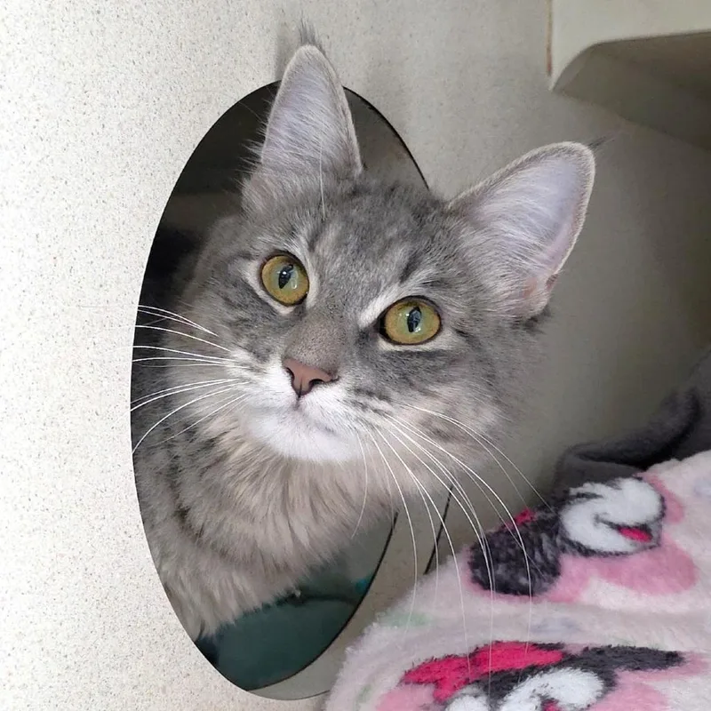 A young medium-sized female Gray / Blue / Silver Domestic Medium Hair cat named Cleo for adoption in Michigan City, IN