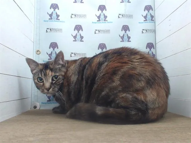 An adult small-sized female Domestic Short Hair cat named Kira for adoption in Orlando, FL