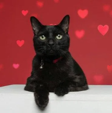 A young medium-sized male Black Domestic Short Hair cat named Augustus for adoption in Wilmington, NC
