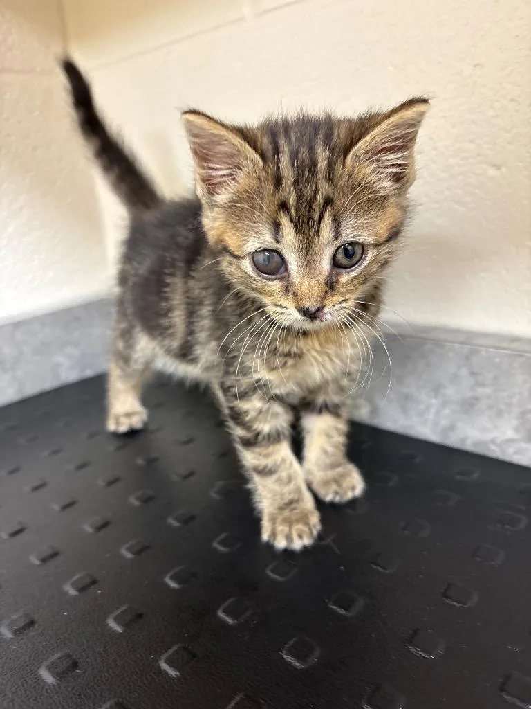 A baby medium-sized female Domestic Medium Hair cat named Faith for adoption in Greeneville, TN