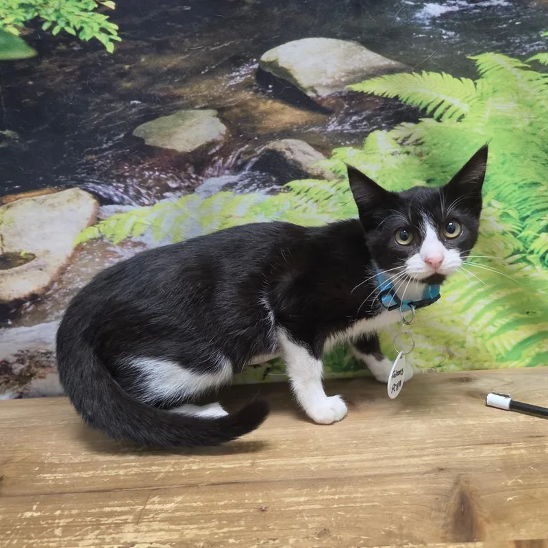 A baby small-sized female Black Domestic Short Hair cat named Falcons for adoption in Normal, IL