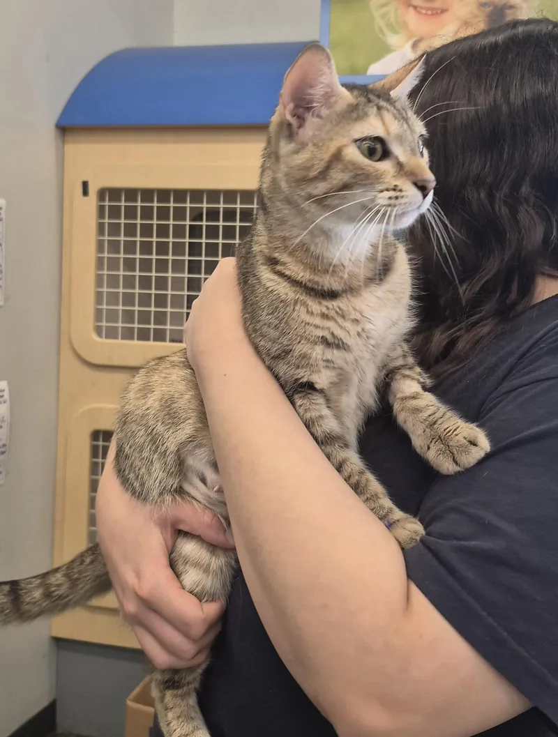 A young medium-sized female Domestic Short Hair cat named Hazel for adoption in Aurora, IL
