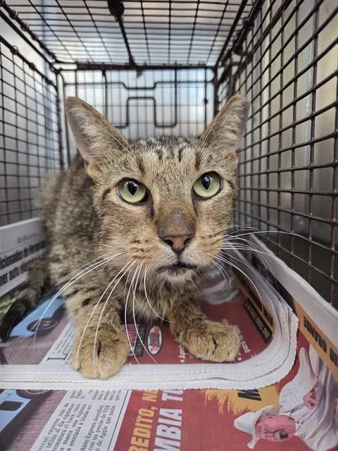 An adult medium-sized male Domestic Short Hair cat named Handsome for adoption in San Antonio, TX