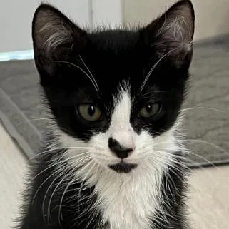 A baby small-sized male Black Domestic Short Hair cat named Milo for adoption in Hamburg, NY