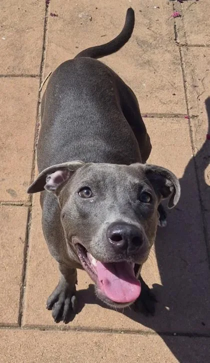 An adult small-sized female Mixed Breed dog named Sleepy for adoption in Shreveport, LA
