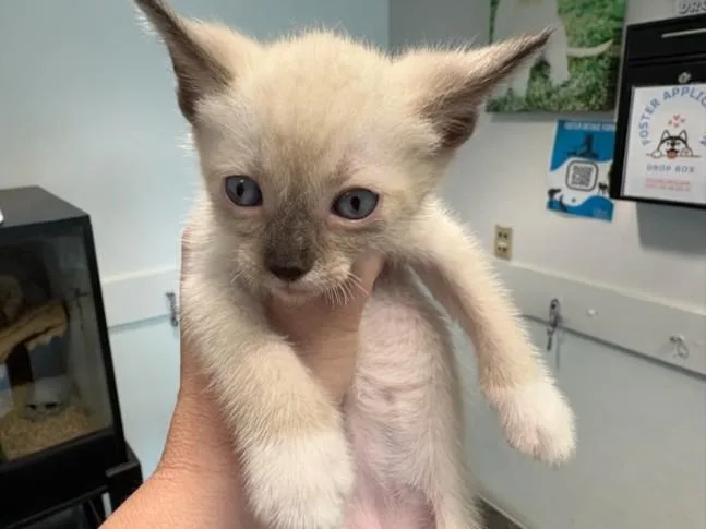 A baby medium-sized male Siamese cat named Duke for adoption in Chatsworth, CA