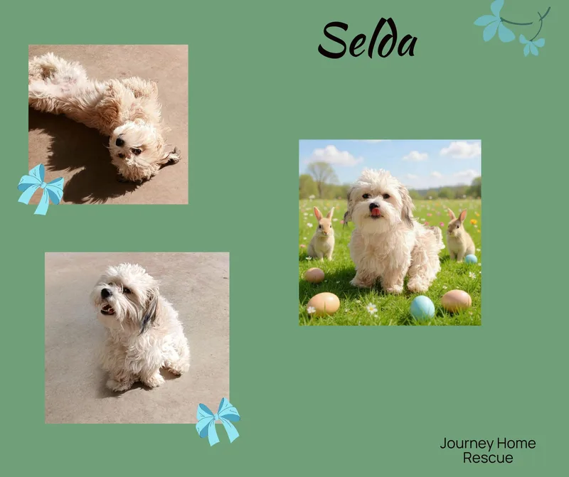 A young small-sized female White / Cream Havanese dog named Selda for adoption in East Wenatchee, WA
