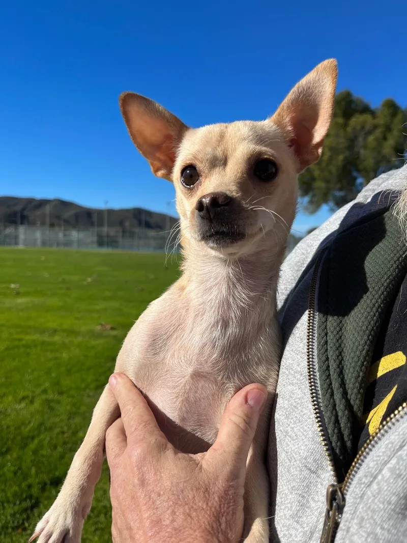 A young small-sized female Apricot / Beige Chihuahua dog named Cookie for adoption in Santa Barbara, CA