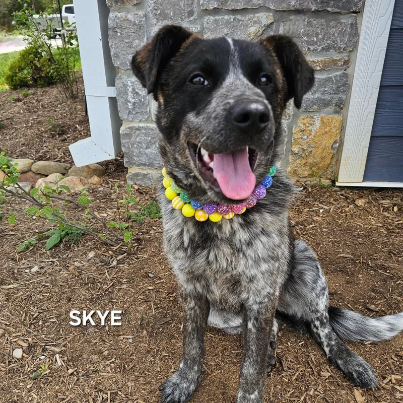 A young medium-sized female Black Australian Cattle Dog / Blue Heeler dog named Skye for adoption in Madisonville, TN