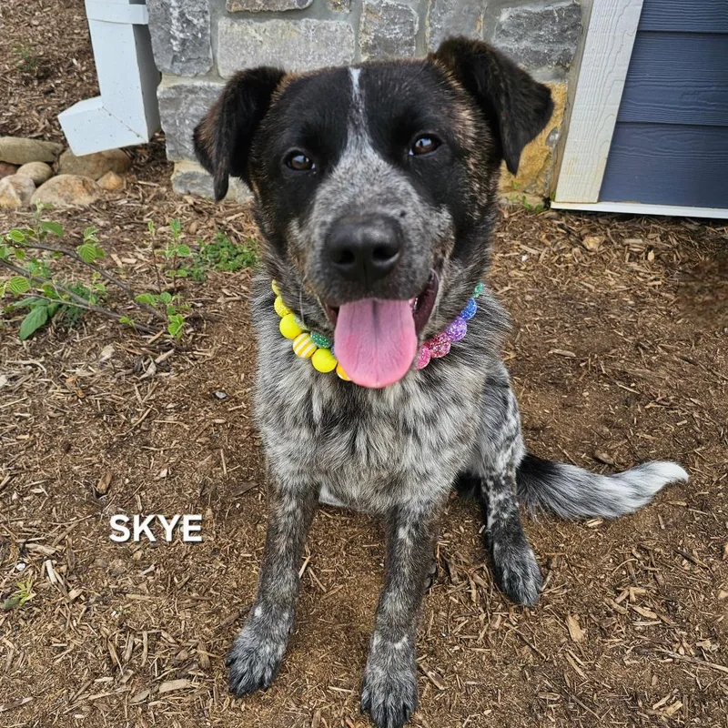 Skye thumbnail 2