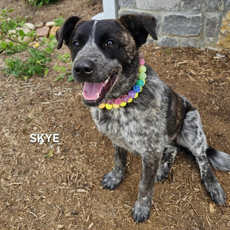 Skye thumbnail 4