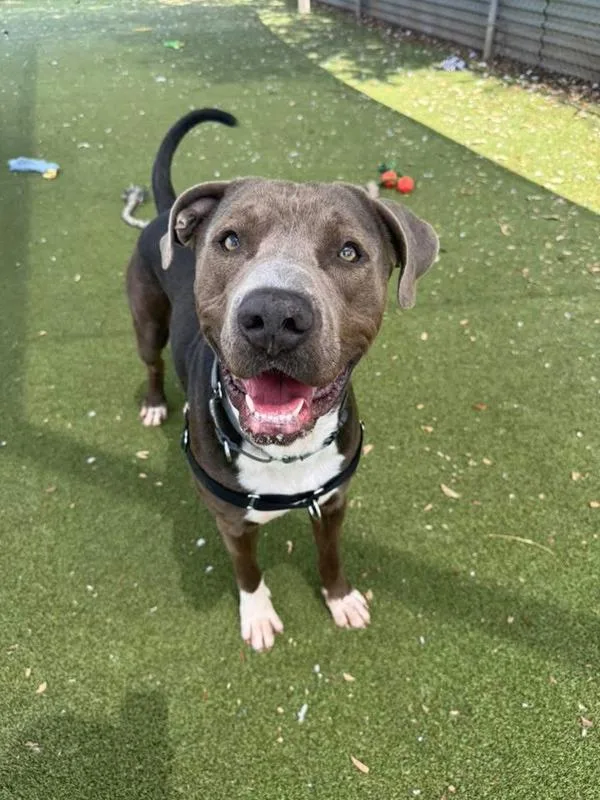 A young large-sized male Mixed Breed dog named Fiesta for adoption in Austin, TX