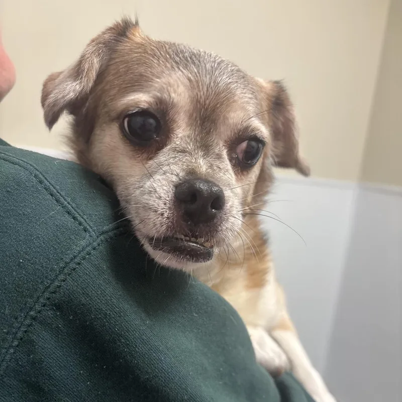 A senior small-sized female Brown / Chocolate Chihuahua dog named Marjory for adoption in Tulsa, OK