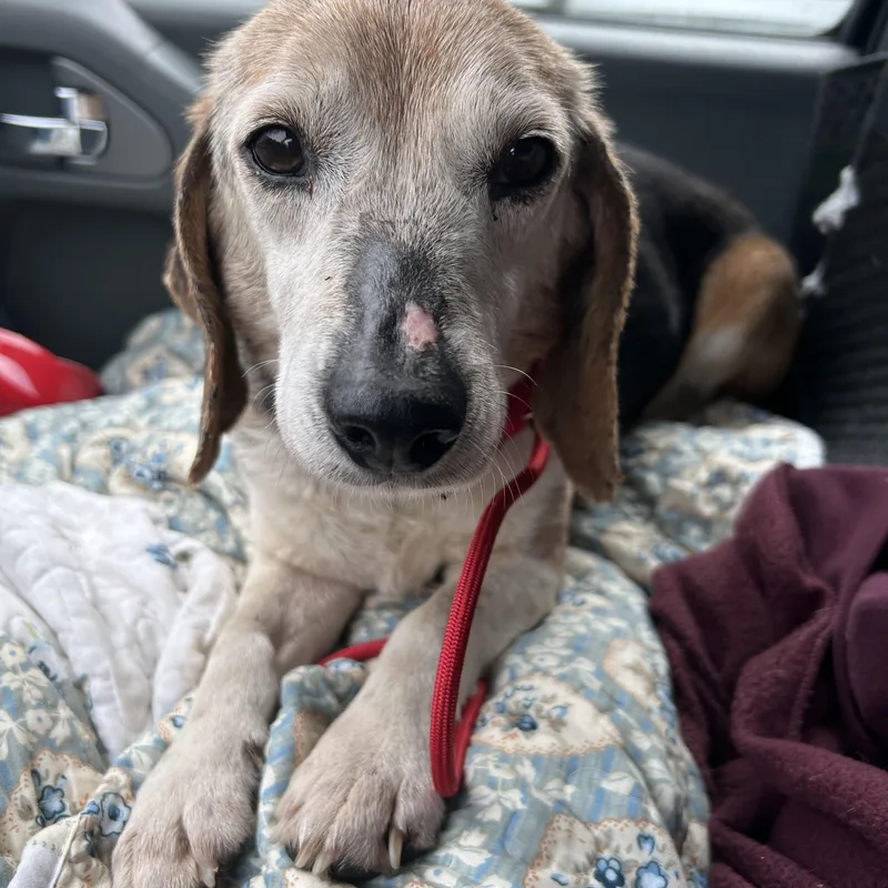 An adult small-sized male Tricolor (Brown, Black, & White) Beagle dog named Cody for adoption in Stafford, VA
