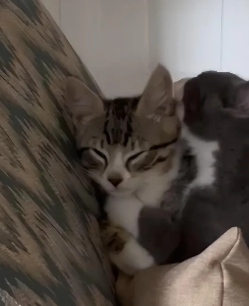 Tigger thumbnail 2