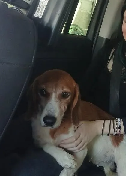 A young medium-sized female Beagle dog named Marble for adoption in Lonsdale, AR