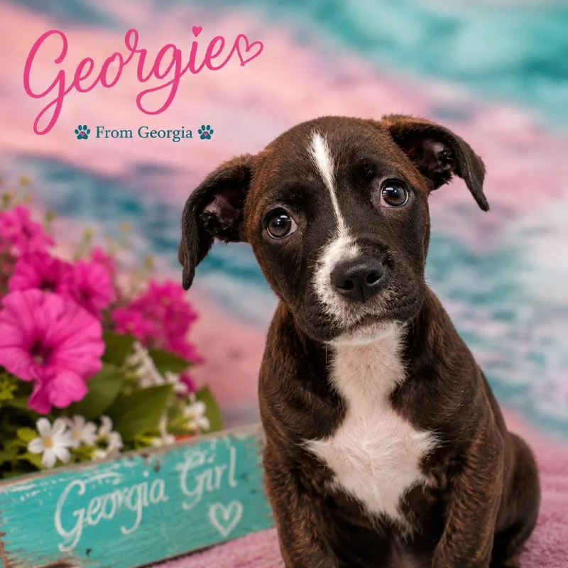 A baby medium-sized female Brindle Pit Bull Terrier dog named Georgie for adoption in Griswold, CT