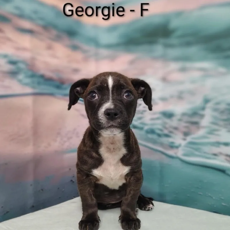 Georgie thumbnail 2