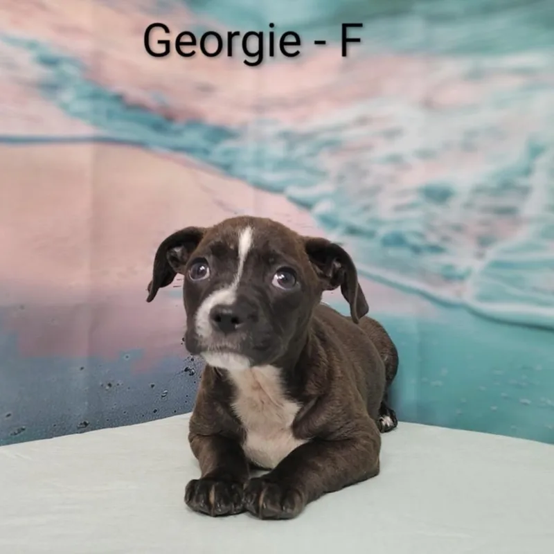 Georgie thumbnail 3