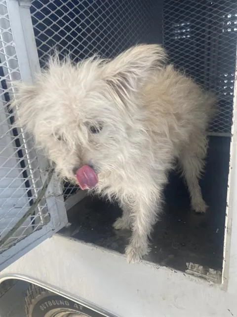 An adult small-sized male Terrier dog named Fluffy for adoption in Bakersfield, CA