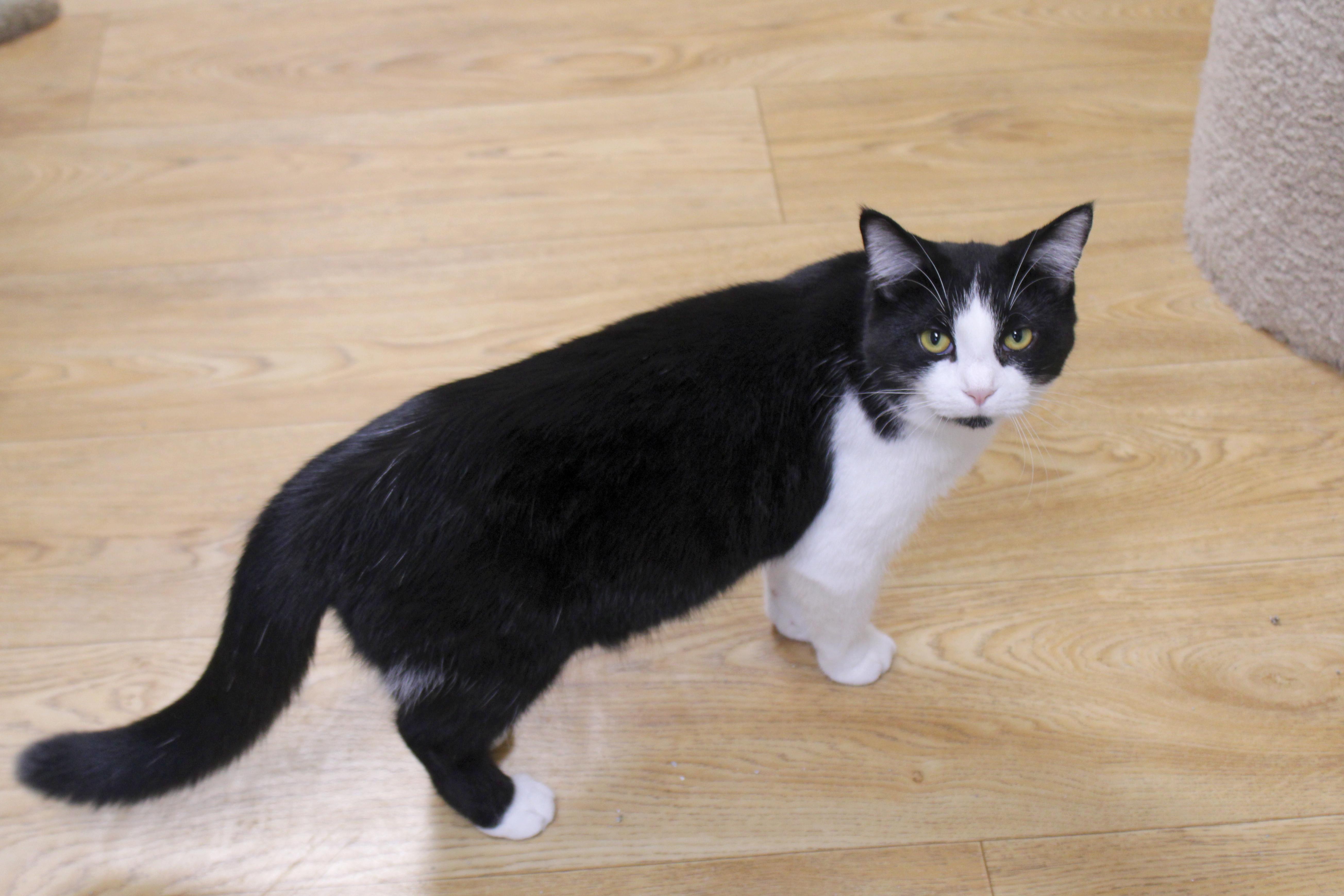 A baby medium-sized female Black & White / Tuxedo Domestic Short Hair cat named Abbie for adoption in Urbana, OH