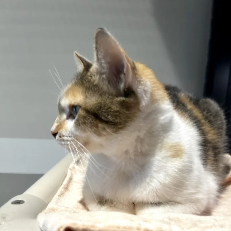 An adult medium-sized female Orange / Red Domestic Short Hair cat named Night Court for adoption in Austin, TX