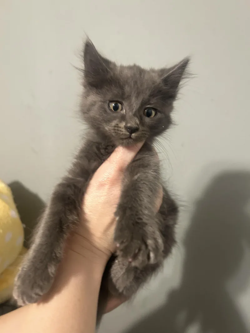 A baby small-sized male Domestic Short Hair cat named Smokey for adoption in Heyburn, ID