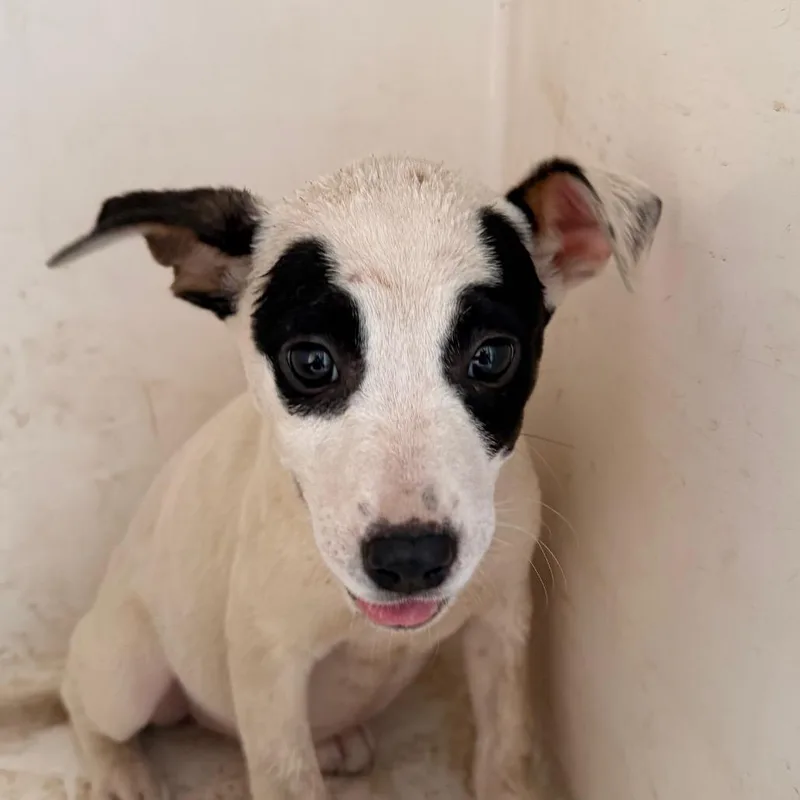 A baby small-sized female White / Cream Pit Bull Terrier dog named Irene for adoption in Birmingham, AL