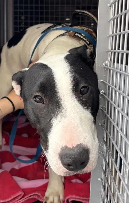 A young large-sized female Bull Terrier dog named Chismosa for adoption in Seattle, WA