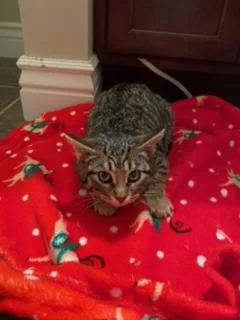 An adult small-sized female Domestic Short Hair cat named Spaz for adoption in Ballwin, MO