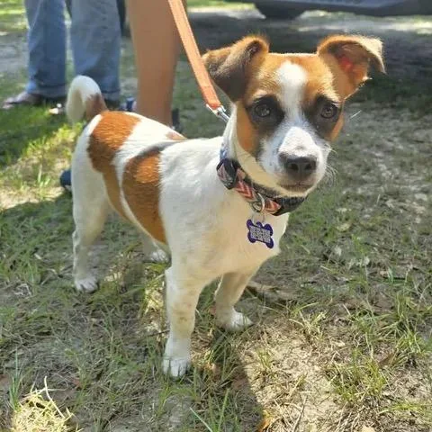 A young small-sized male Jack Russell Terrier dog named Jumper for adoption in Gulfport, MS