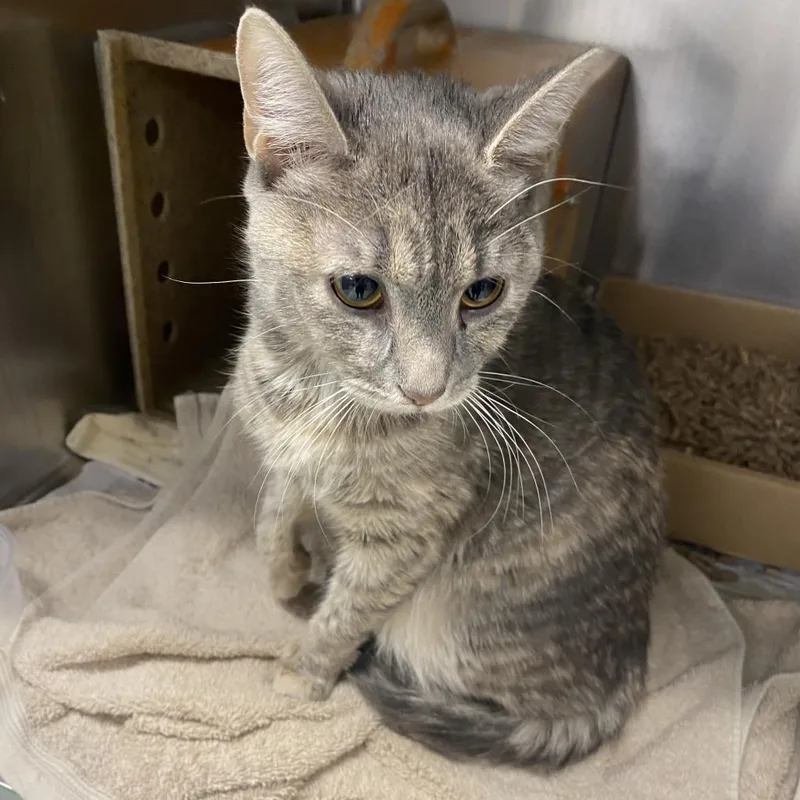 An adult medium-sized female Gray / Blue / Silver Domestic Short Hair cat named Nana Sylvie for adoption in Philadelphia, PA