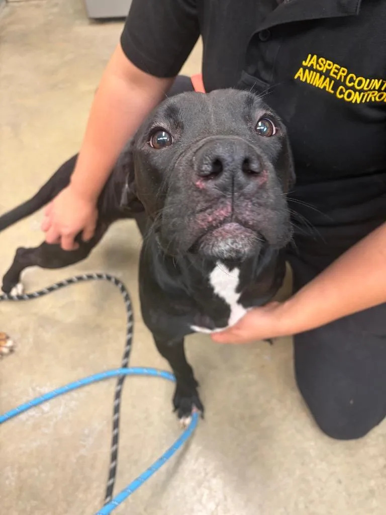 A baby medium-sized female Boxer dog named Mae for adoption in Rensselaer, IN