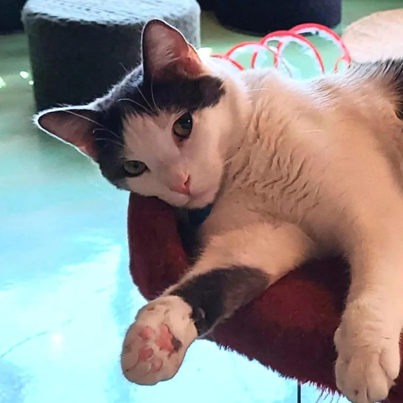 A young medium-sized male White Domestic Short Hair cat named Lucky for adoption in Los Angeles, CA