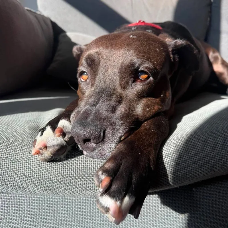 An adult large-sized male Black American Staffordshire Terrier dog named Kratos for adoption in Long Island City, NY
