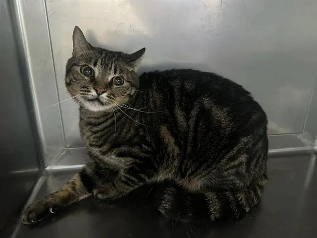 An adult medium-sized male Domestic Short Hair cat named Gizzy for adoption in Baldwin Park, CA