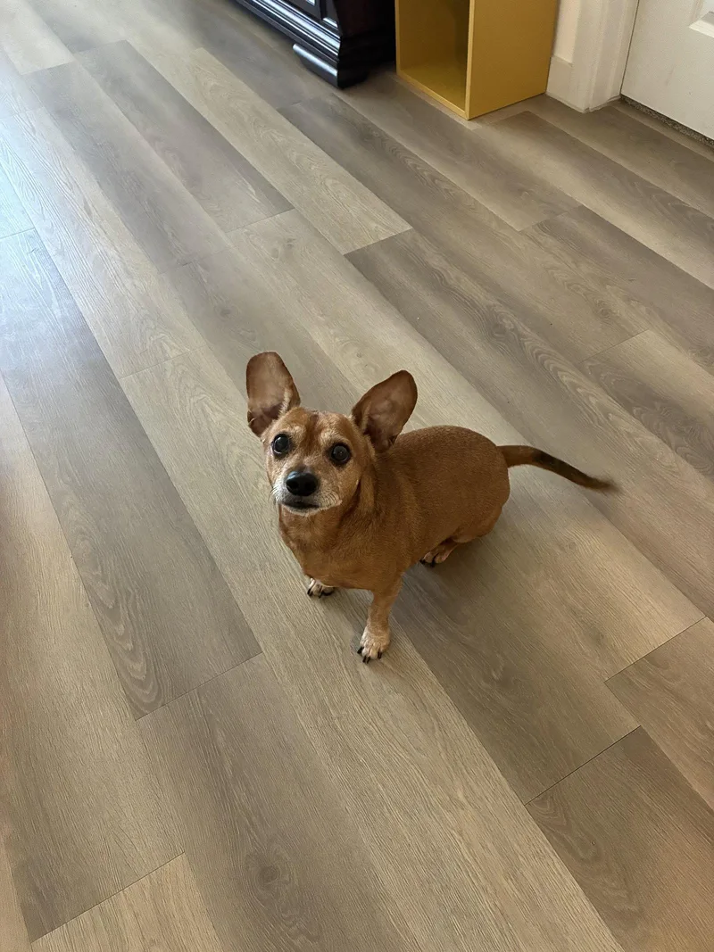 YoYo thumbnail 2
