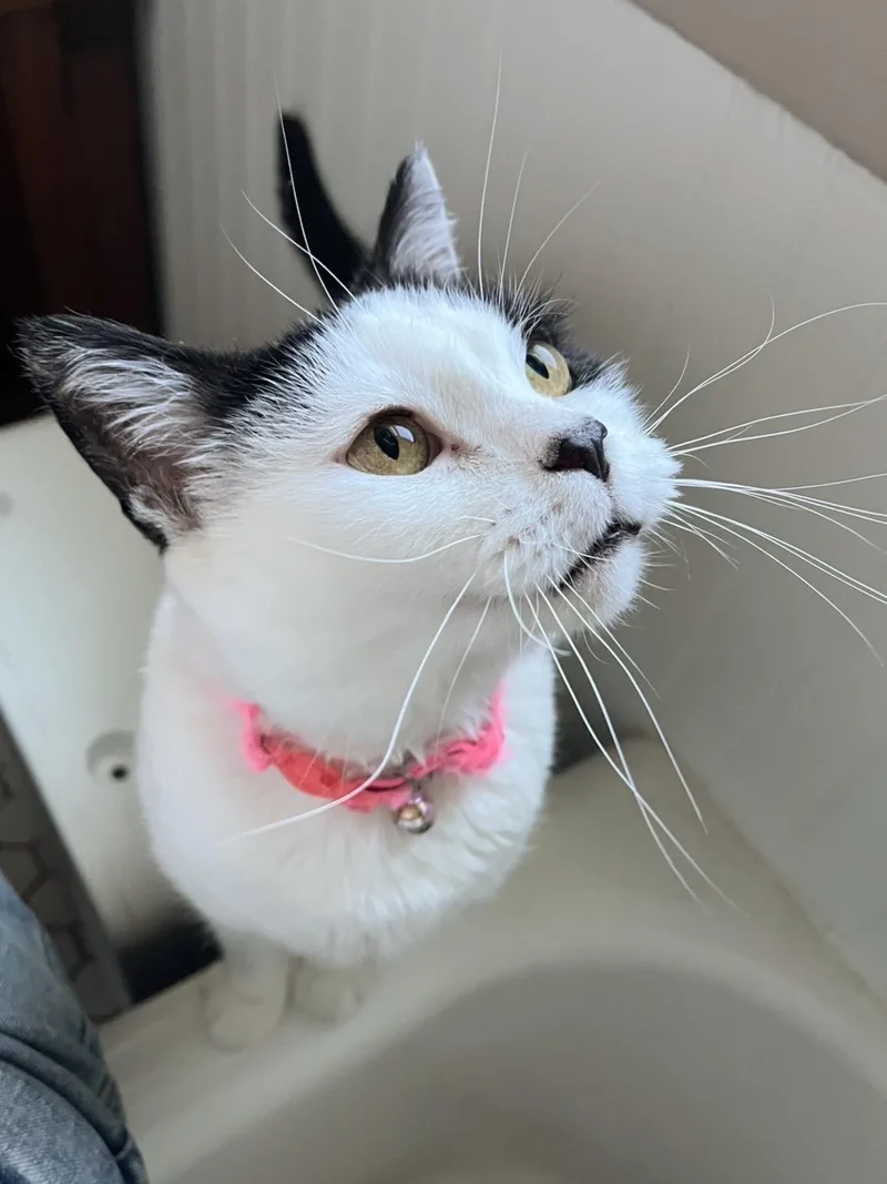 A senior medium-sized female Black & White / Tuxedo Domestic Short Hair cat named Katla for adoption in Lima, OH
