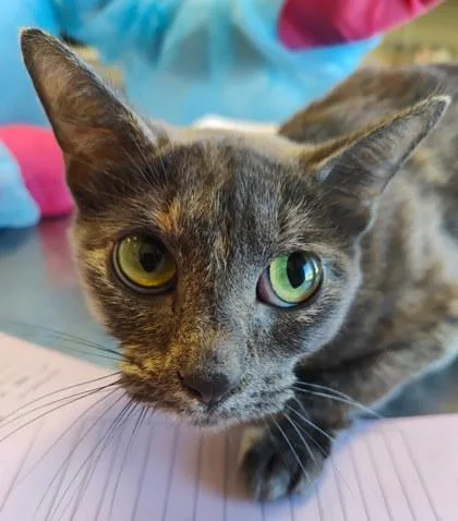 An adult medium-sized female Domestic Short Hair cat named Orla for adoption in Lafayette, IN