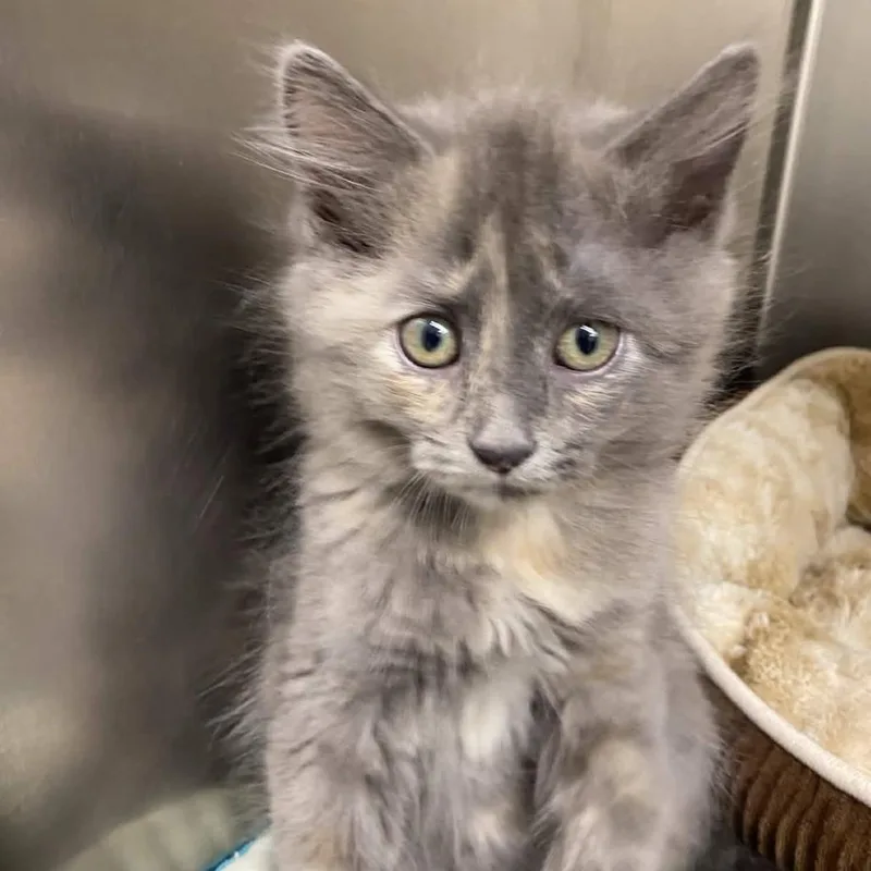A baby small-sized female Gray / Blue / Silver Domestic Long Hair cat named Tulip Trouble for adoption in Gloucester, VA